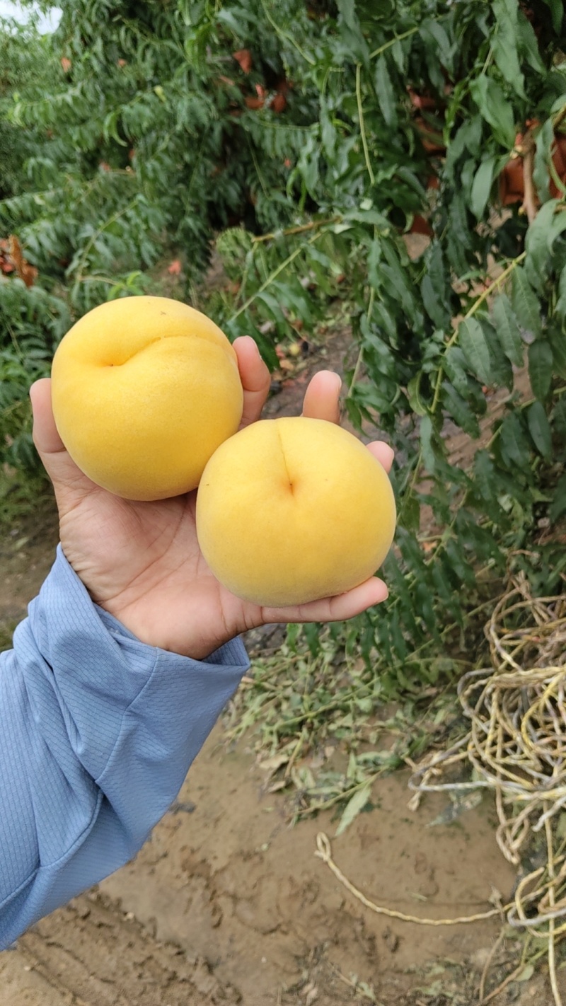 黄毛桃