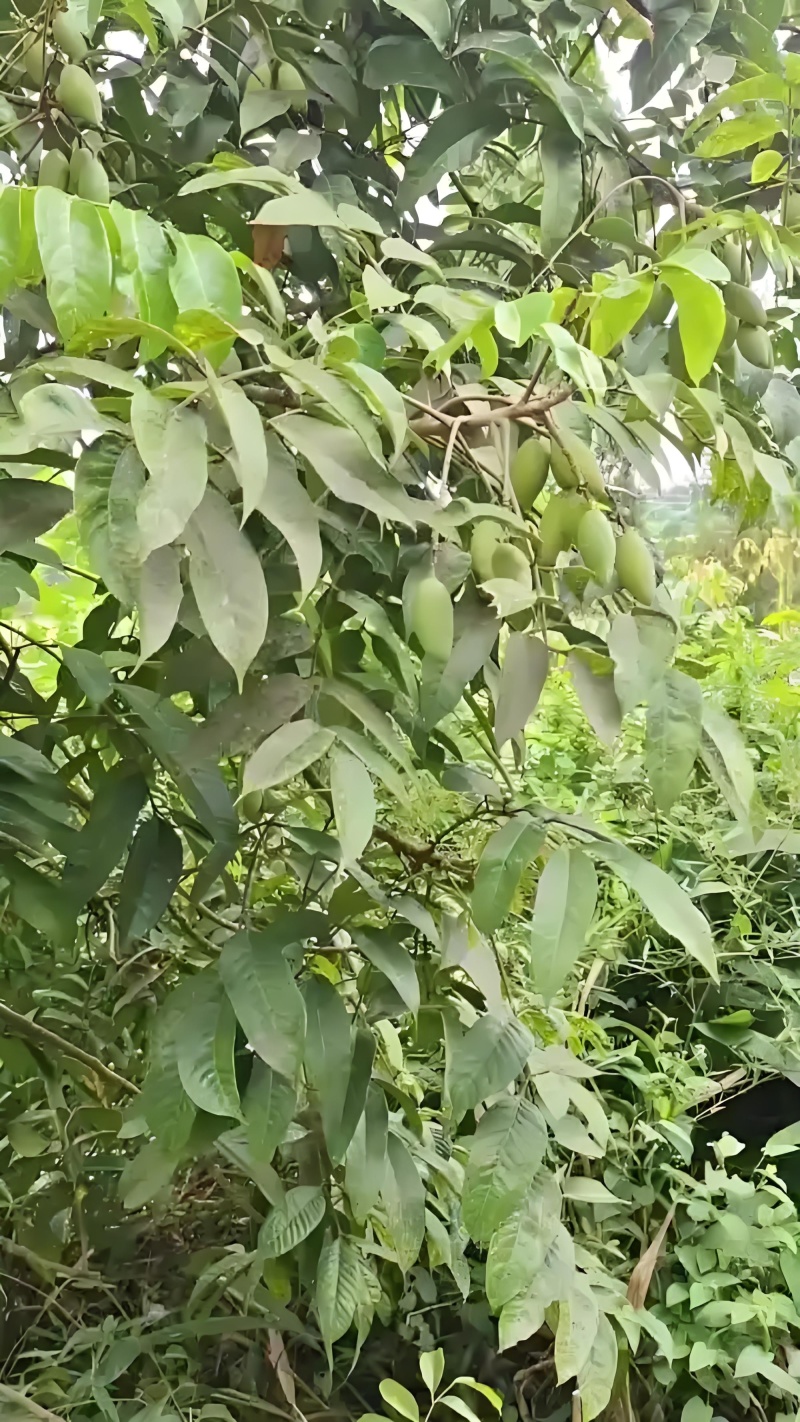 橄榄鲜食：脆嫩多汁，清香爽口，初尝微涩，随后回甘持久