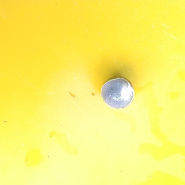 秋季龙眼，上几十年份老树龙眼