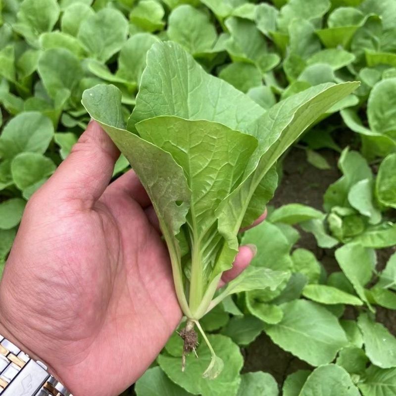 靓绿小白菜圆叶光滑无毛纤维少口感清鲜翠绿耐寒耐湿抗病高产