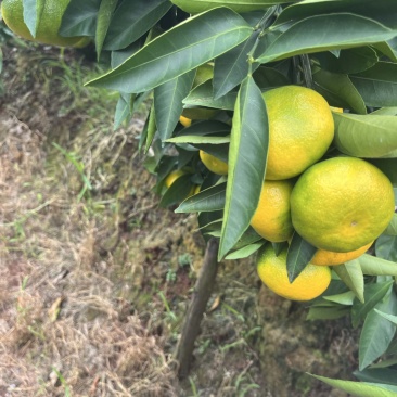 云南蜜橘大量上市欢迎各大采购商来电