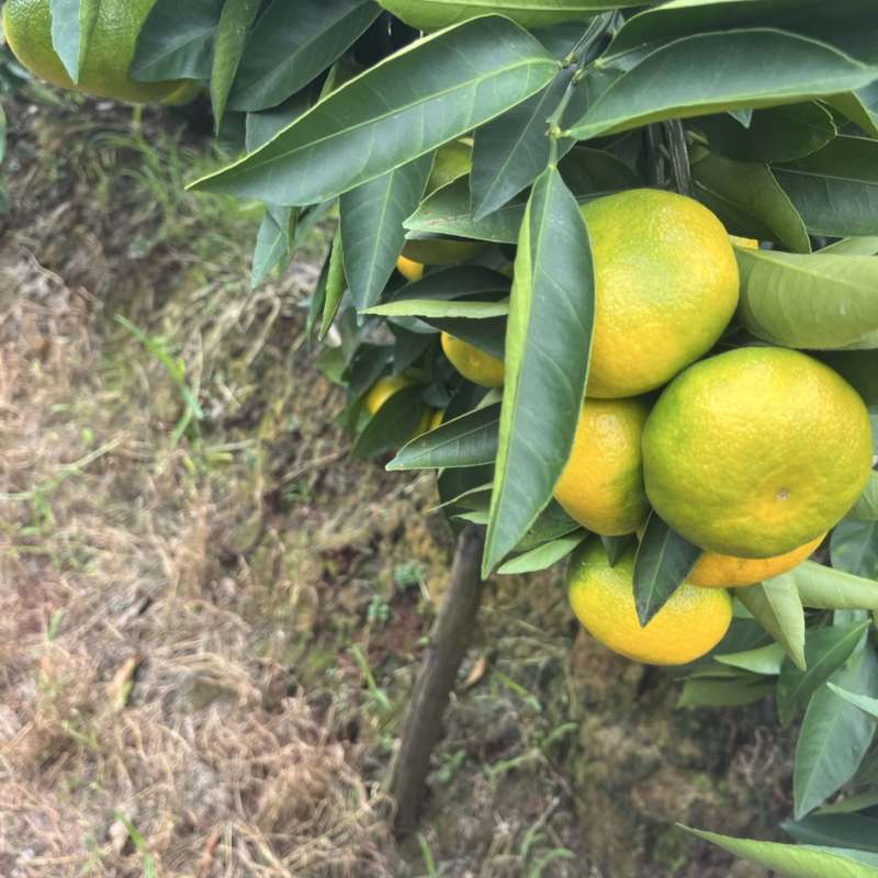 云南蜜橘大量上市欢迎各大采购商来电