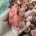 【卤味】五香牛脆骨肉，肉多带脆骨。凉拌小炒等