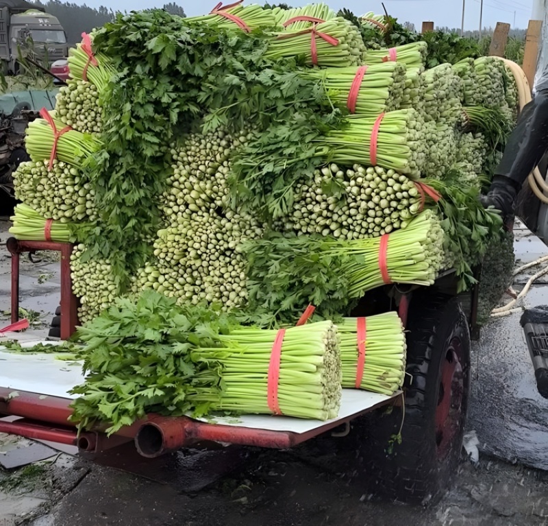 西芹甘肃西芹定西西芹基地直发提供一条龙服务欢迎咨询