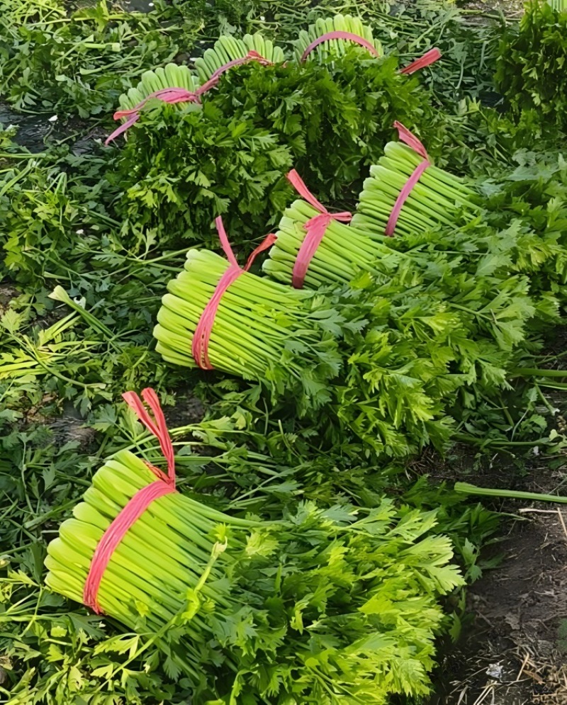 西芹甘肃西芹定西西芹基地直发提供一条龙服务欢迎咨询