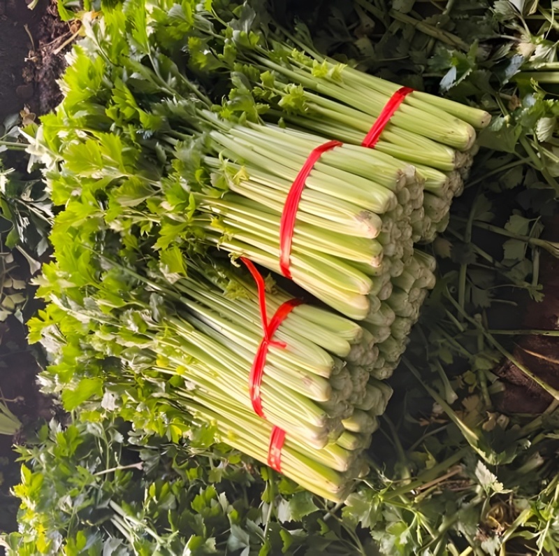 西芹甘肃西芹定西西芹基地直发提供一条龙服务欢迎咨询