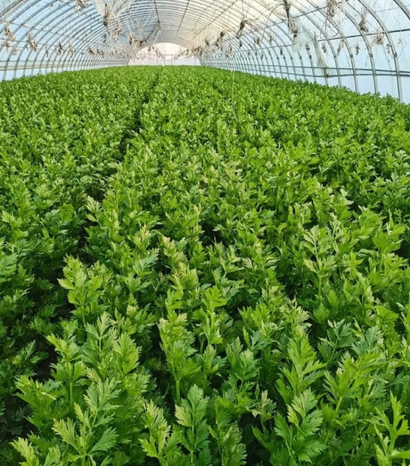 西芹甘肃西芹定西西芹基地直发提供一条龙服务欢迎咨询