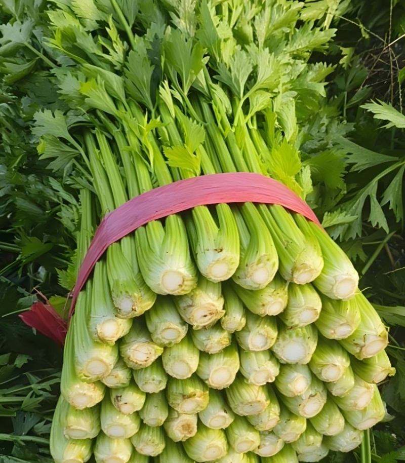 西芹甘肃西芹定西西芹基地直发提供一条龙服务欢迎咨询