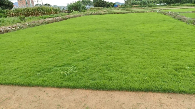 【重庆合川】长期大量草坪出售