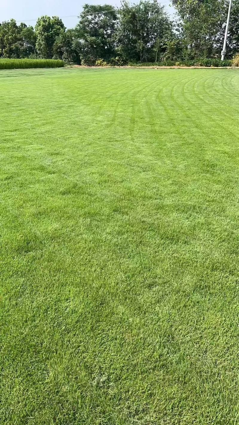 【重庆合川】长期大量草坪出售
