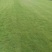 【重庆合川】长期大量草坪出售