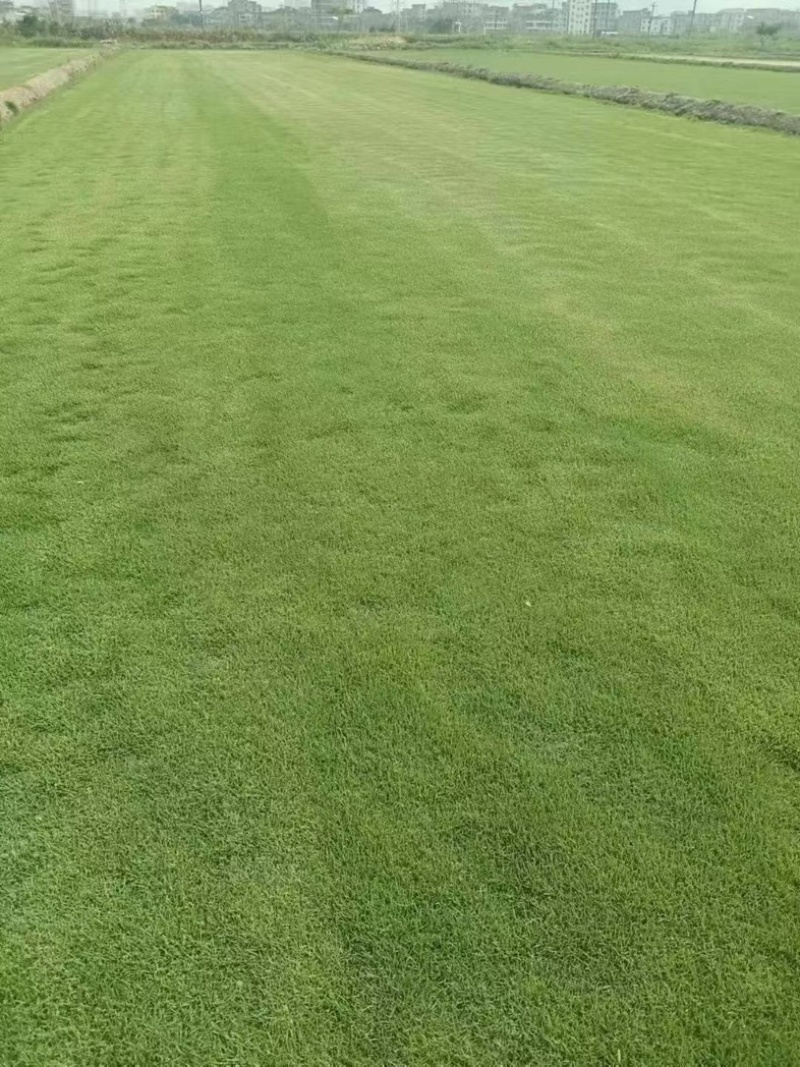 【重庆合川】长期大量草坪出售