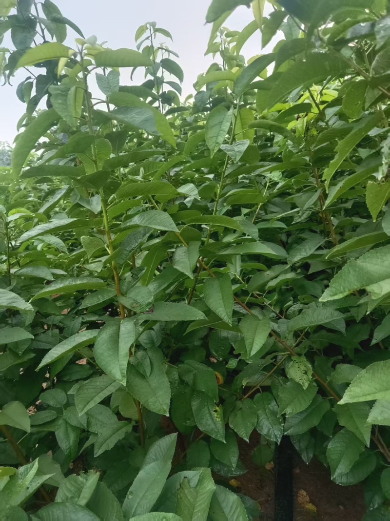 【大樱桃苗】红黄品类辉煌一5/玲珑翠/金脆蜜/黄蜜/佳红