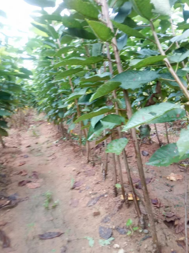 【大樱桃苗】红黄品类辉煌一5/玲珑翠/金脆蜜/黄蜜/佳红