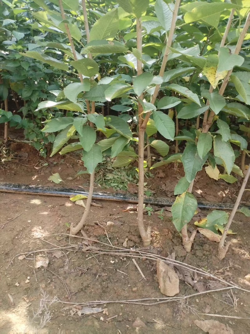 【大樱桃苗】红黄品类辉煌一5/玲珑翠/金脆蜜/黄蜜/佳红
