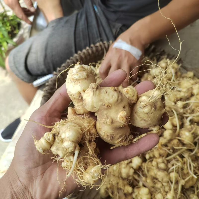 珠子参