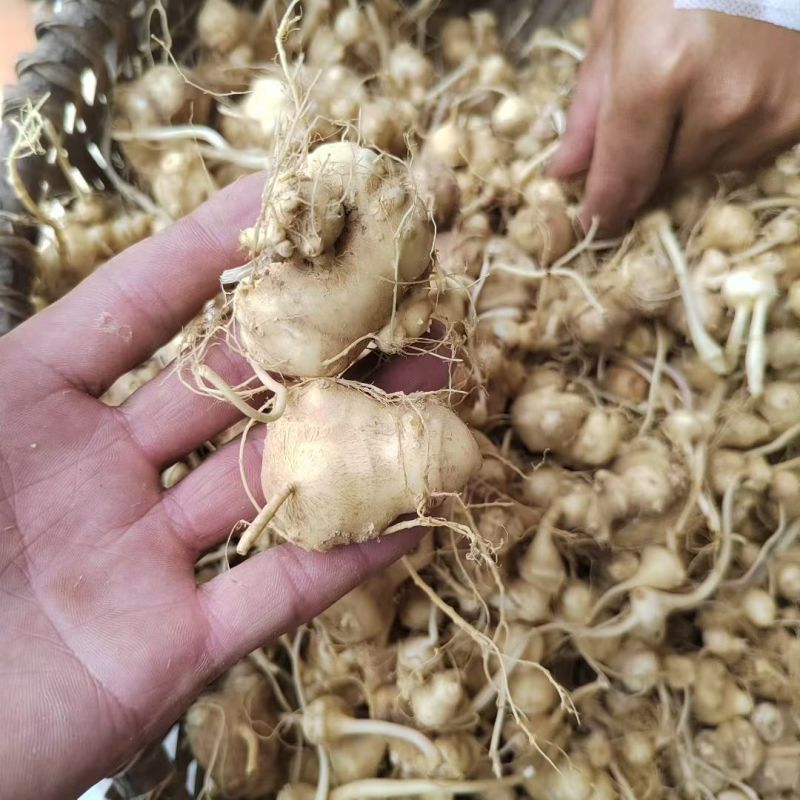 珠子参