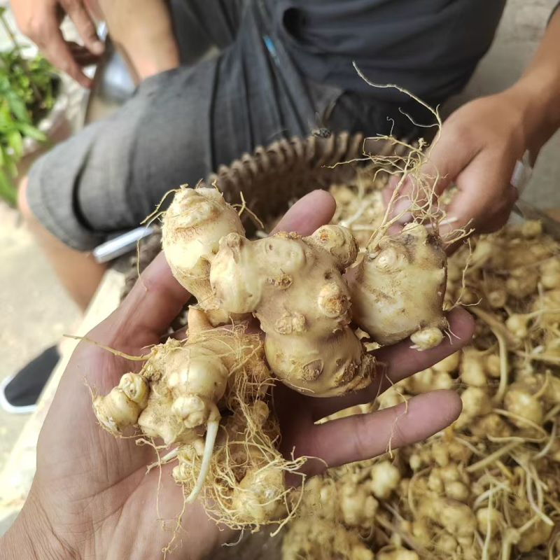 珠子参