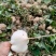 天门豆薯/水果凉薯大量有货基地直供品质优可对接市场