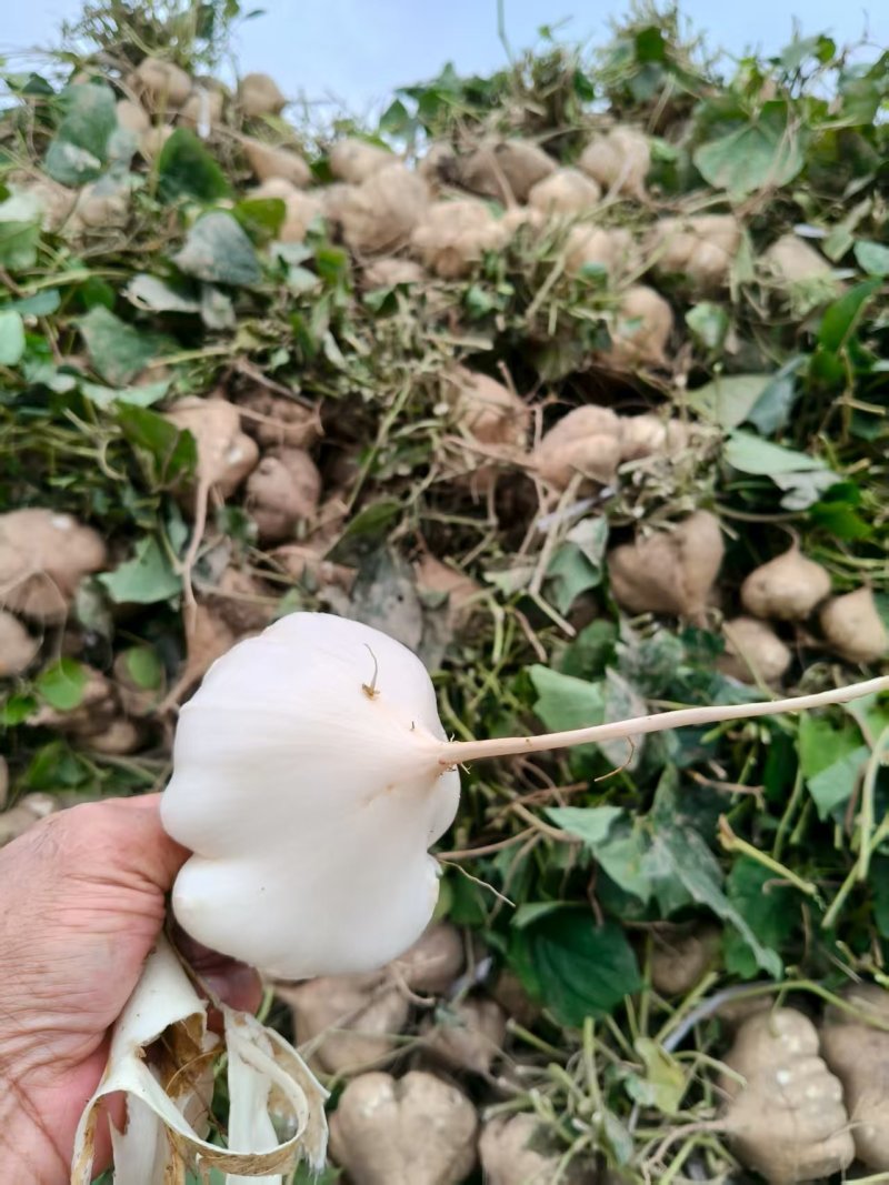 天门豆薯/水果凉薯大量有货基地直供品质优可对接市场