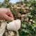 天门豆薯/水果凉薯大量有货基地直供品质优可对接市场