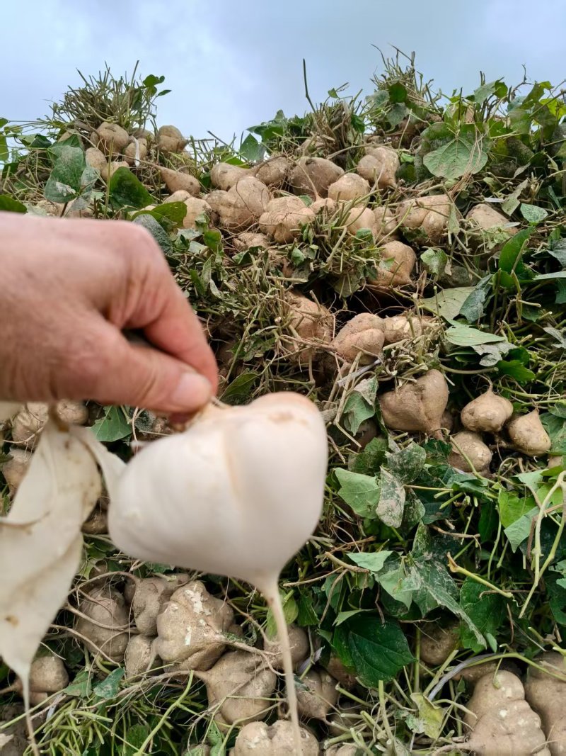 天门豆薯/水果凉薯大量有货基地直供品质优可对接市场
