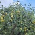 优质砀山酥梨