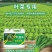 必互叶绿乐冲施滴灌灌根使用5kg/桶