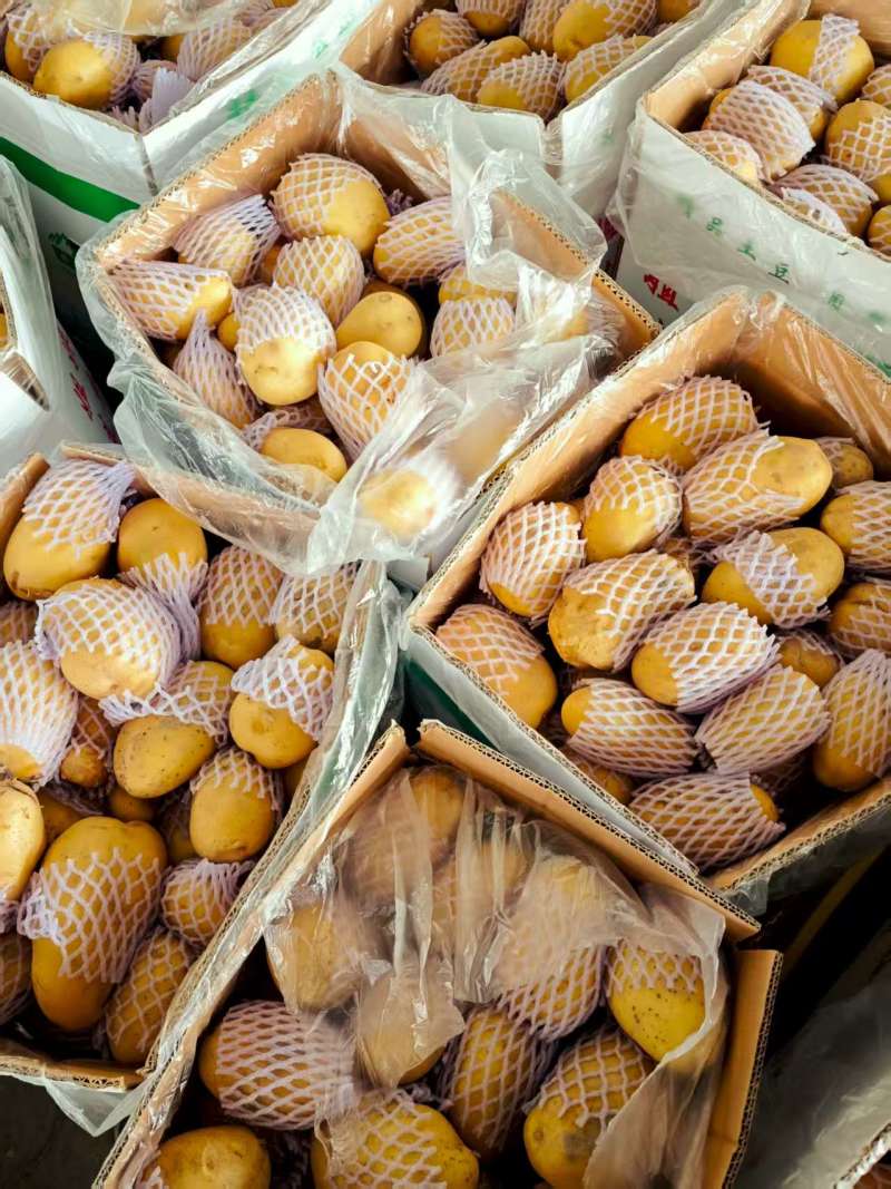 新出炉的新疆拜城土豆