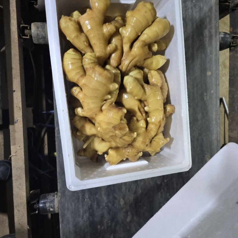 山东大黄姜精品生姜外贸货市场货海量货源全国发货欢迎考察