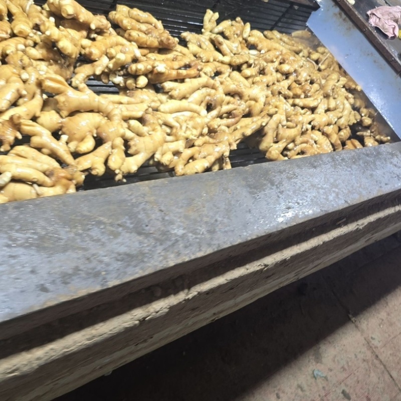 山东大黄姜精品生姜外贸货市场货海量货源全国发货欢迎考察