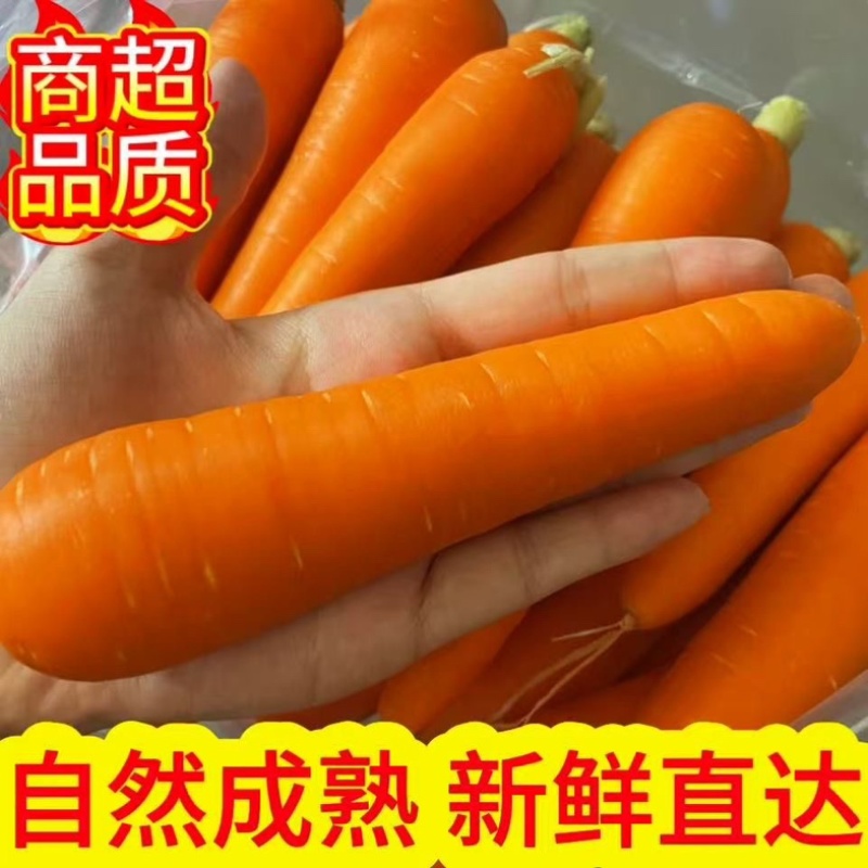 水洗胡萝卜市场货外贸货大量上市产地直发一手货源