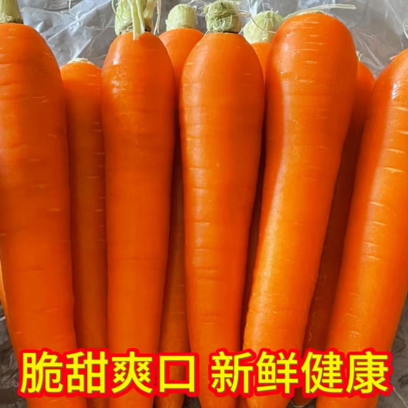 水洗胡萝卜市场货外贸货大量上市产地直发一手货源