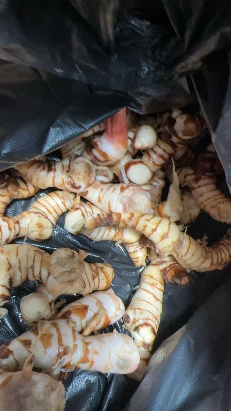 白皮南姜