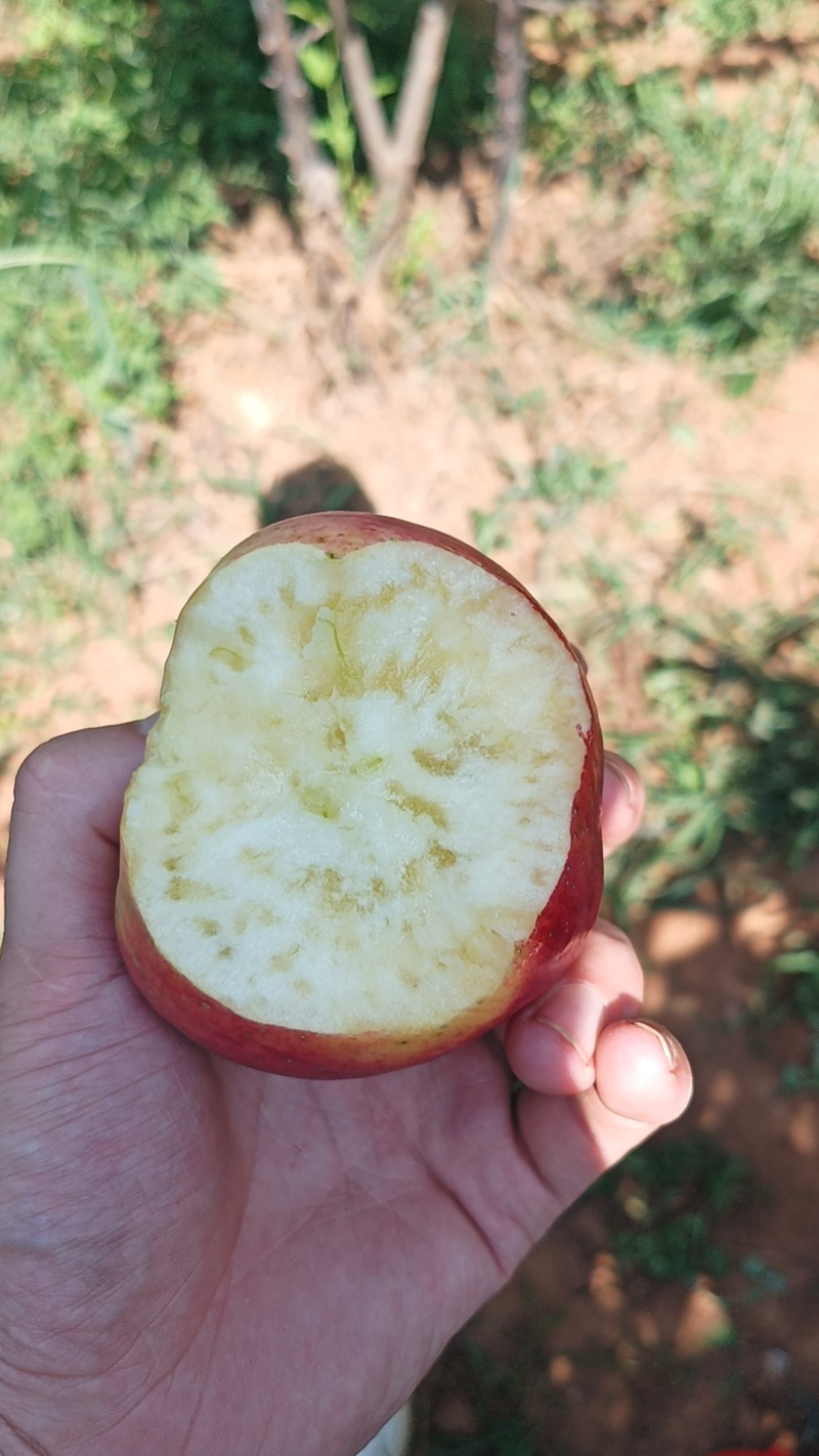 昭通高原红露苹果，现摘现发