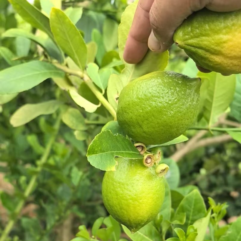 广东香水柠檬