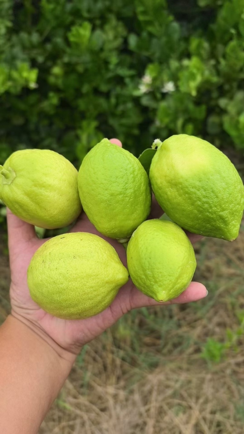 广东香水柠檬
