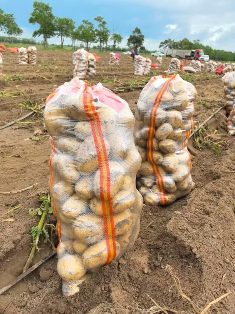 山东沃土土豆黄心土豆海量货源大量有货欢迎对接市场货外贸货