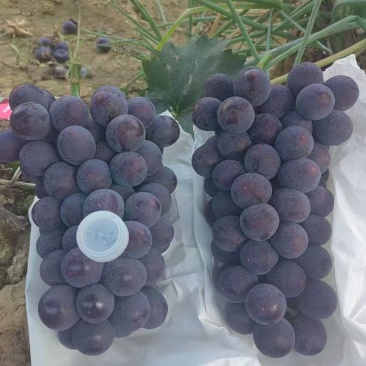 葡萄：八月皇后葡萄现己大量上市