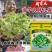 渝早大胖儿菜种子秋播早熟耐寒脆嫩炒食腌制芥菜种籽南方蔬菜