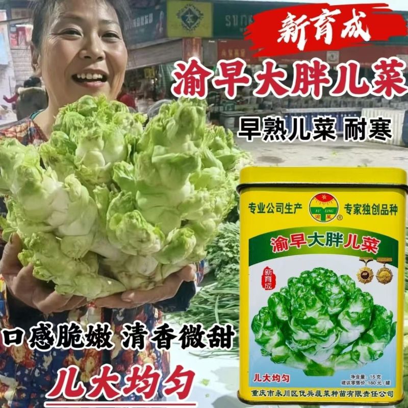 渝早大胖儿菜种子秋播早熟耐寒脆嫩炒食腌制芥菜种籽南方蔬菜