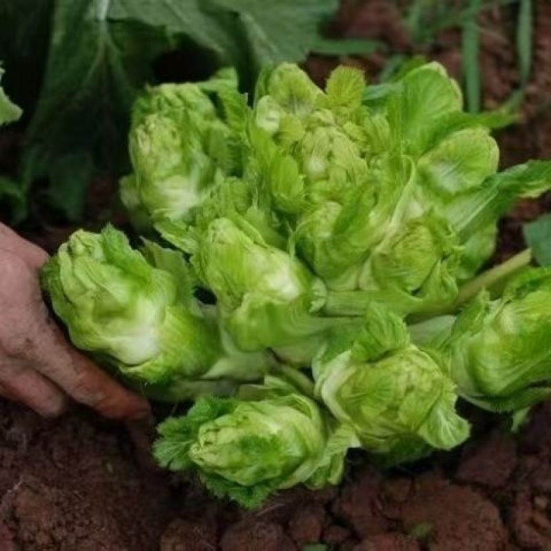 渝早大胖儿菜种子秋播早熟耐寒脆嫩炒食腌制芥菜种籽南方蔬菜