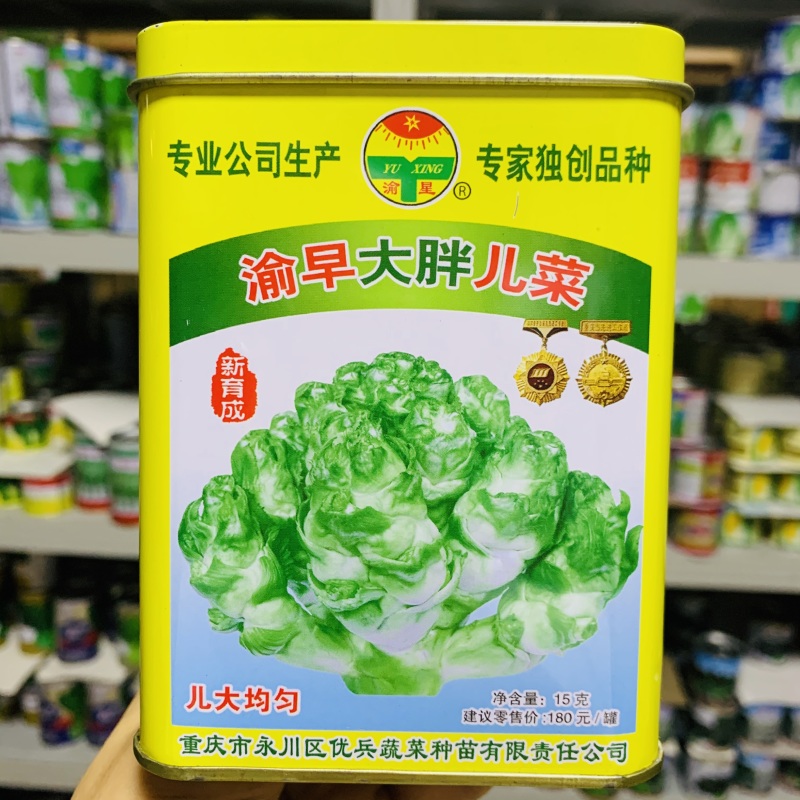 渝早大胖儿菜种子秋播早熟耐寒脆嫩炒食腌制芥菜种籽南方蔬菜