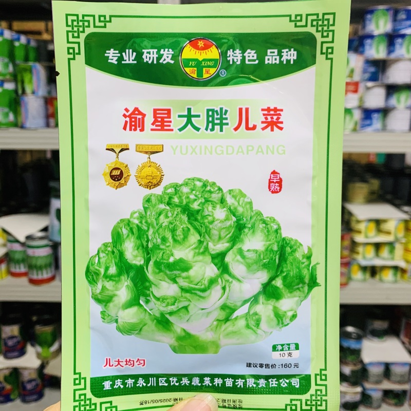 渝早大胖儿菜种子秋播早熟耐寒脆嫩炒食腌制芥菜种籽南方蔬菜