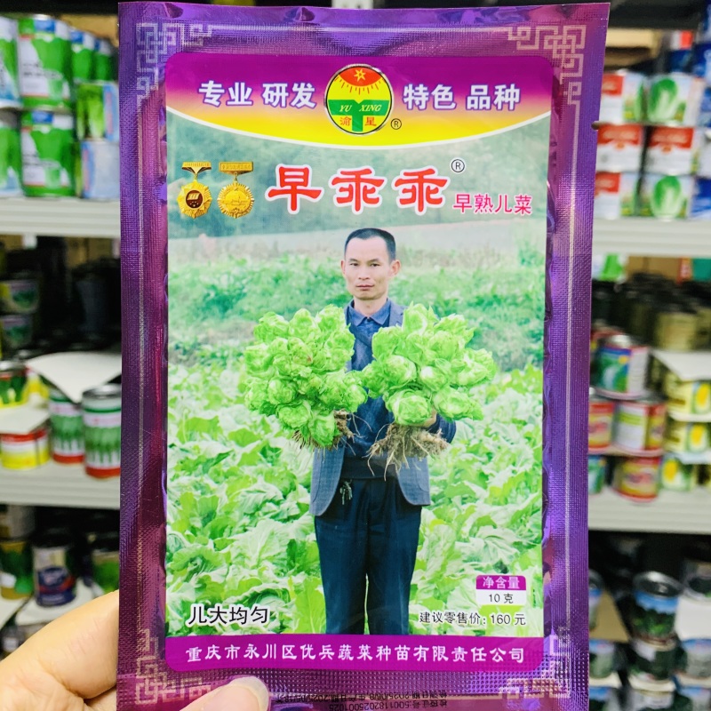 渝早大胖儿菜种子秋播早熟耐寒脆嫩炒食腌制芥菜种籽南方蔬菜