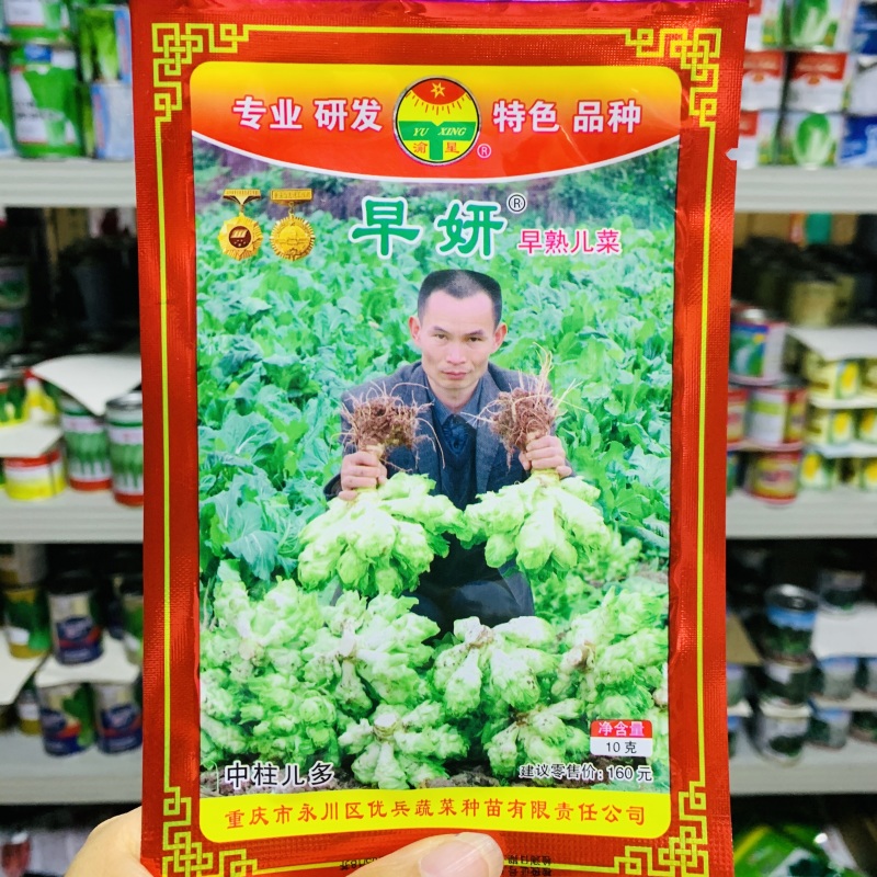 渝早大胖儿菜种子秋播早熟耐寒脆嫩炒食腌制芥菜种籽南方蔬菜