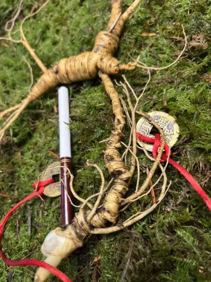 人参灵芝孢子粉野山参等