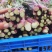 甘孜州道孚八美镇油菜苔出来了，大量上市