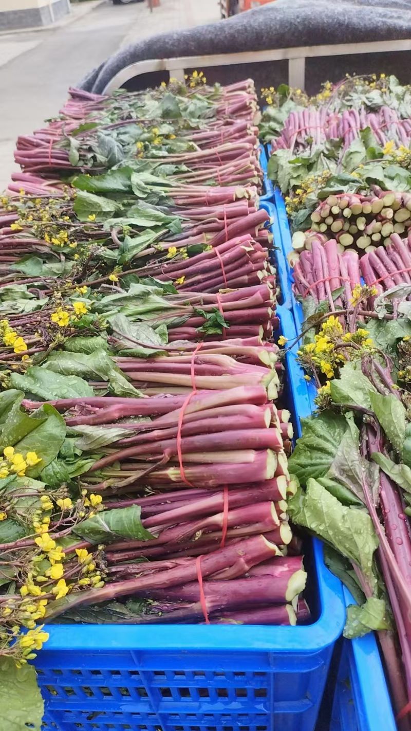 甘孜州道孚八美镇油菜苔出来了，大量上市