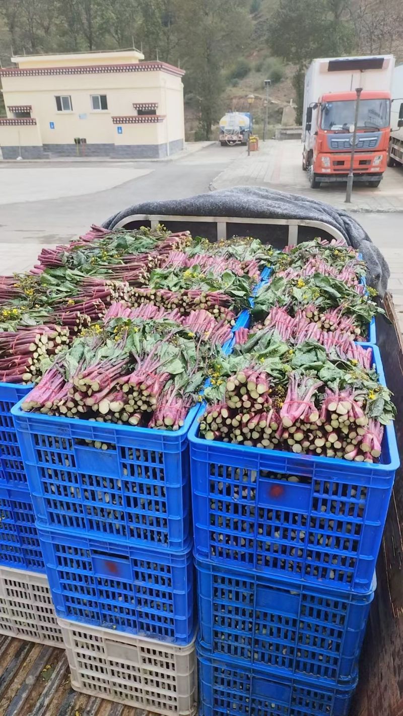 甘孜州道孚八美镇油菜苔出来了，大量上市